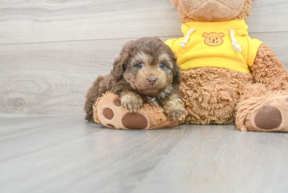 Mini Aussiedoodle Pup Being Cute