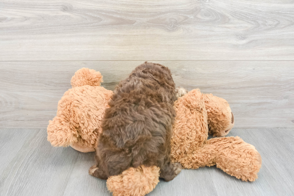 Cute Mini Aussiedoodle Baby