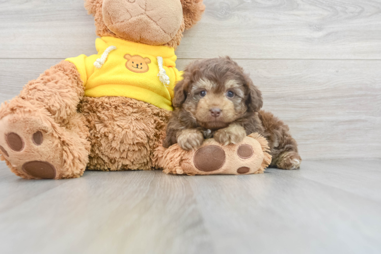 Best Mini Aussiedoodle Baby