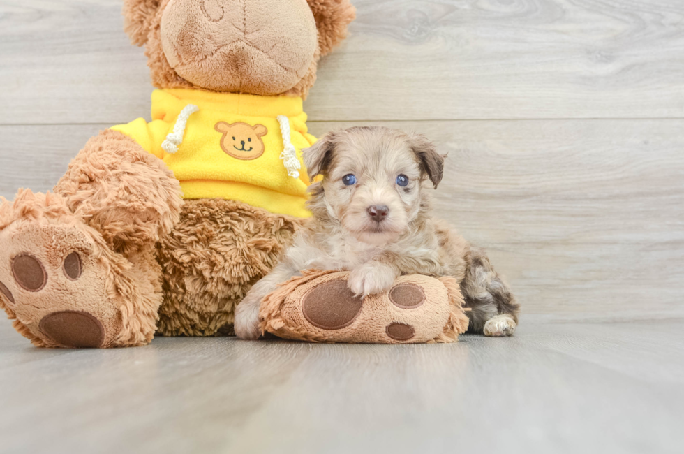 8 week old Mini Aussiedoodle Puppy For Sale - Premier Pups