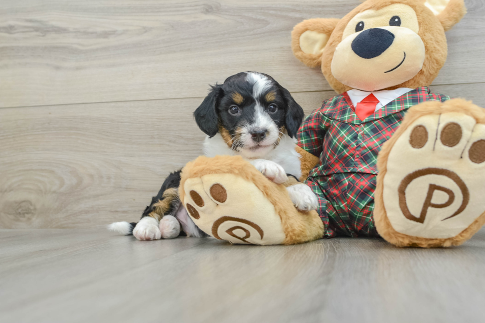 Petite Mini Aussiedoodle Poodle Mix Pup