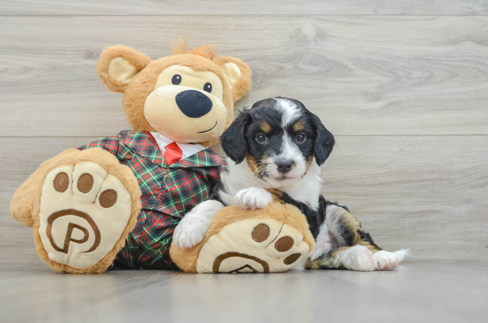 5 week old Mini Aussiedoodle Puppy For Sale - Premier Pups