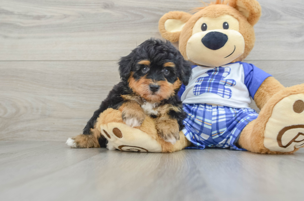 6 week old Mini Aussiedoodle Puppy For Sale - Premier Pups