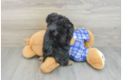 Mini Aussiedoodle Puppy for Adoption