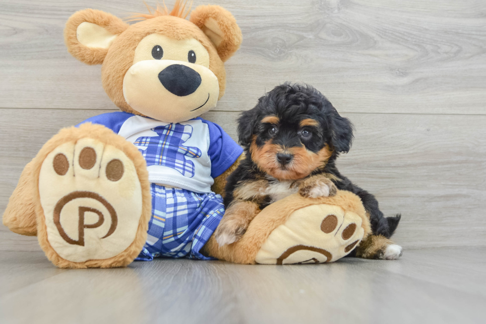 Mini Aussiedoodle Pup Being Cute