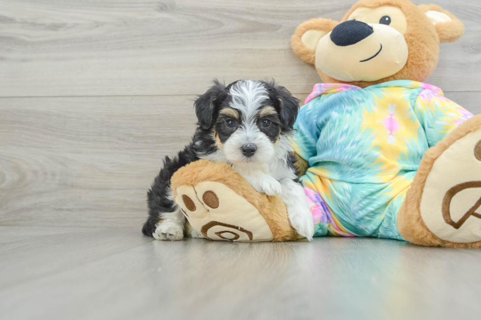 Fluffy Mini Aussiedoodle Poodle Mix Pup