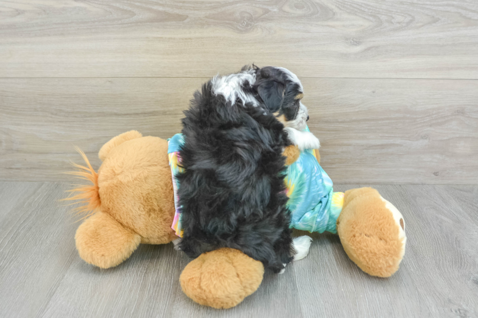 Petite Mini Aussiedoodle Poodle Mix Pup