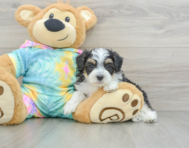 7 week old Mini Aussiedoodle Puppy For Sale - Premier Pups