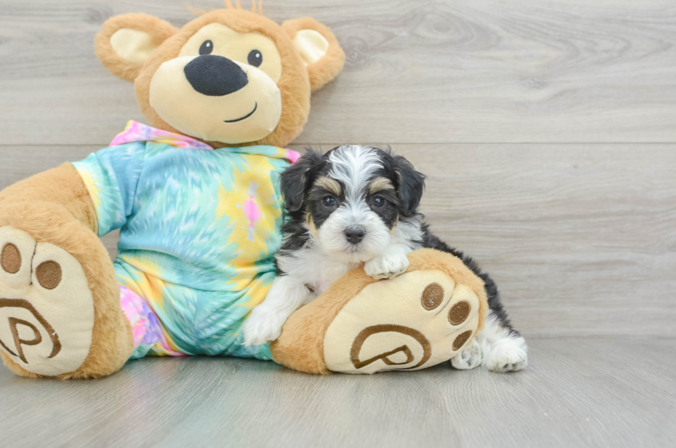 6 week old Mini Aussiedoodle Puppy For Sale - Premier Pups