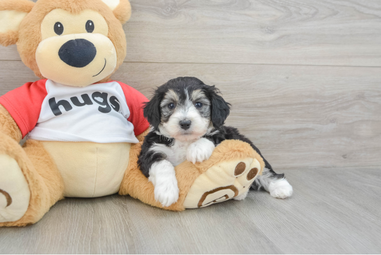 Hypoallergenic Aussiepoo Poodle Mix Puppy