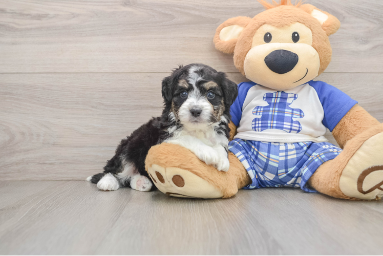 Small Mini Aussiedoodle Baby
