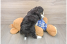 Friendly Mini Aussiedoodle Baby