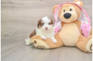 Mini Aussiedoodle Pup Being Cute