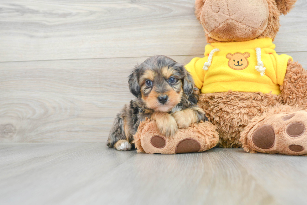 Best Mini Aussiedoodle Baby