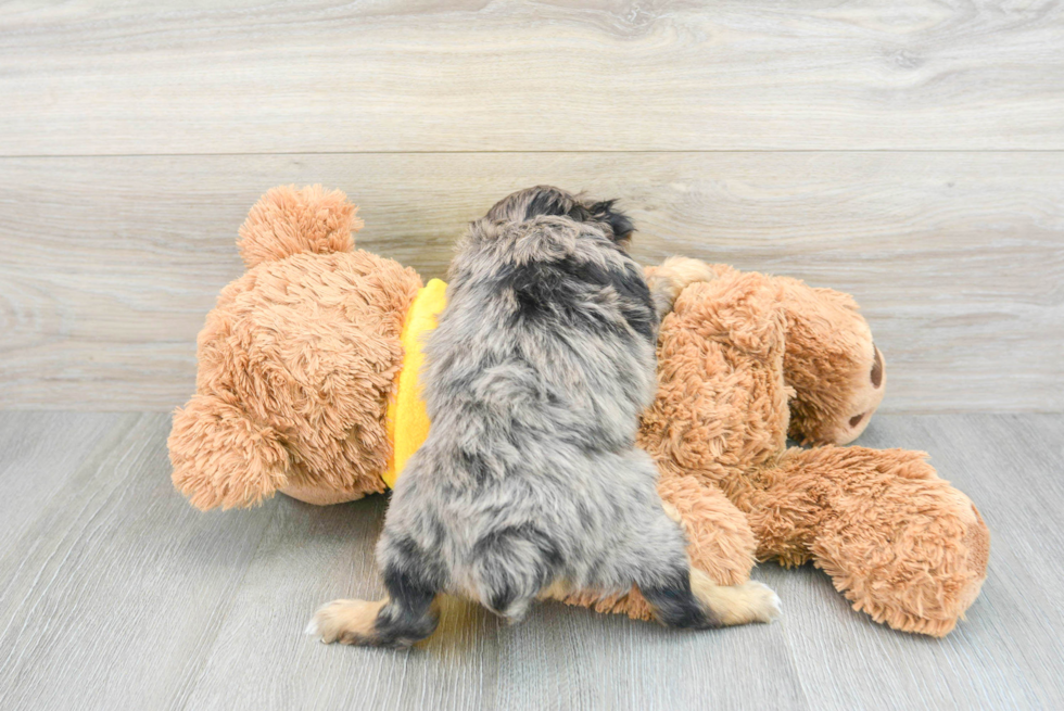 Best Mini Aussiedoodle Baby