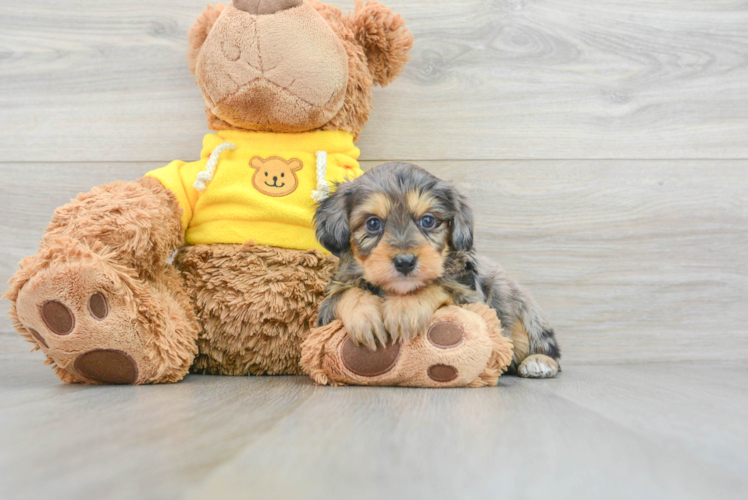 Mini Aussiedoodle Pup Being Cute