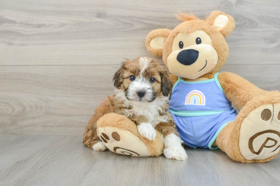 Small Mini Aussiedoodle Baby