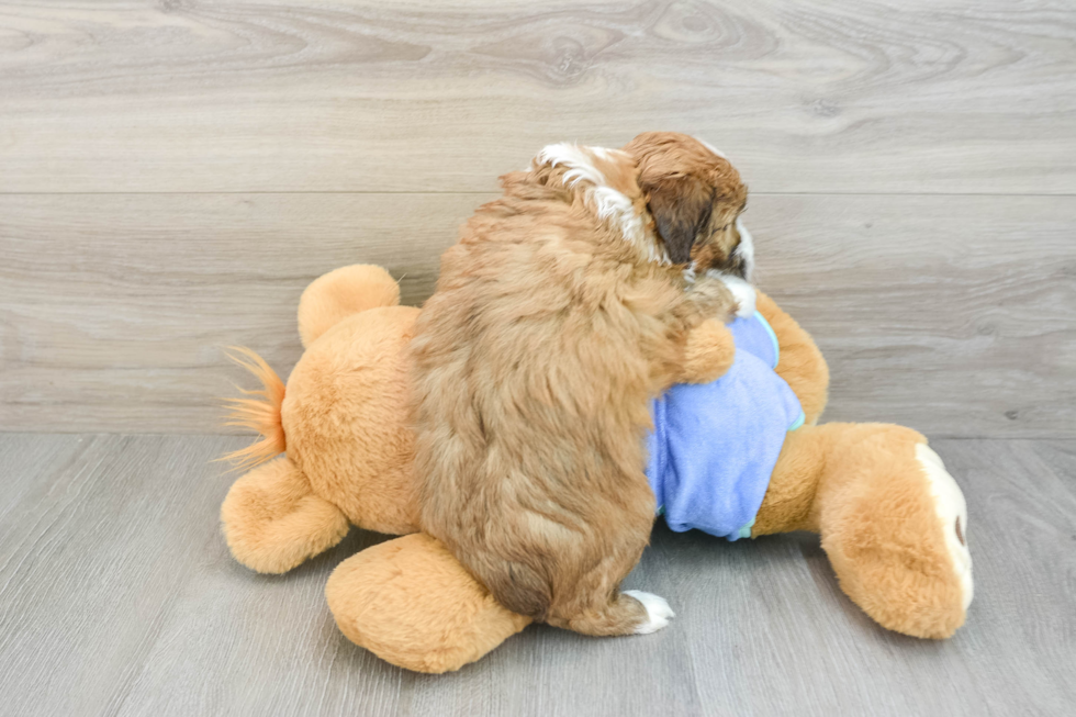 Mini Aussiedoodle Puppy for Adoption