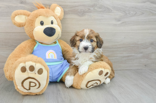 Smart Mini Aussiedoodle Poodle Mix Pup