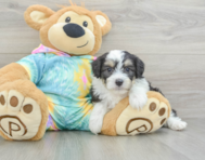 7 week old Mini Aussiedoodle Puppy For Sale - Premier Pups