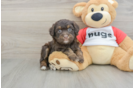 Friendly Mini Aussiedoodle Baby