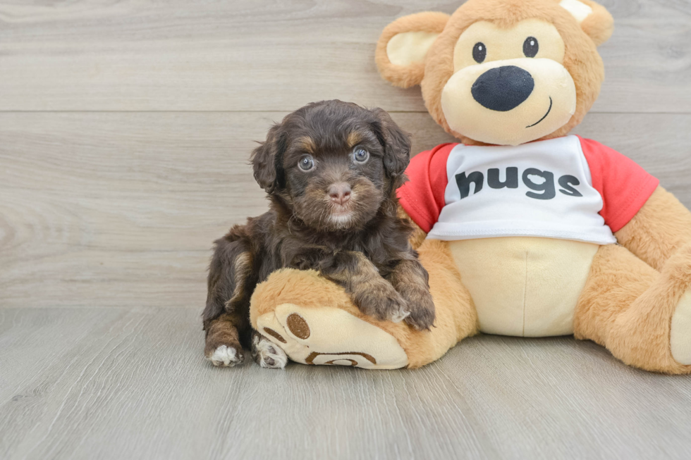 Friendly Mini Aussiedoodle Baby