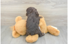 Friendly Mini Aussiedoodle Baby