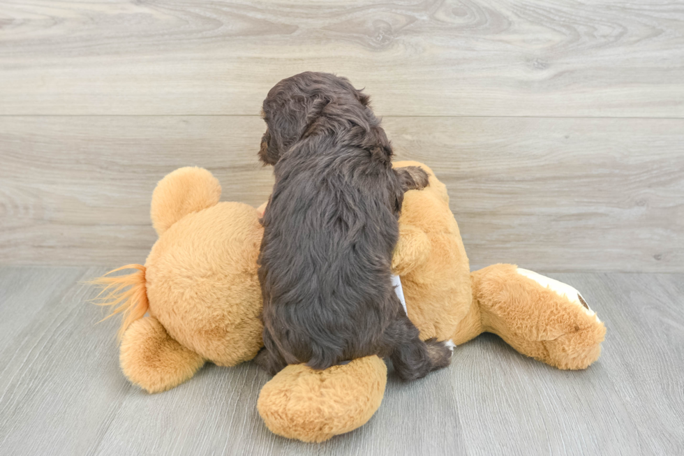 Friendly Mini Aussiedoodle Baby