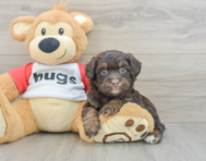 7 week old Mini Aussiedoodle Puppy For Sale - Premier Pups
