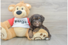 Mini Aussiedoodle Pup Being Cute