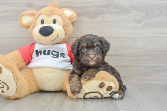 Mini Aussiedoodle Pup Being Cute
