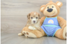 Mini Aussiedoodle Puppy for Adoption