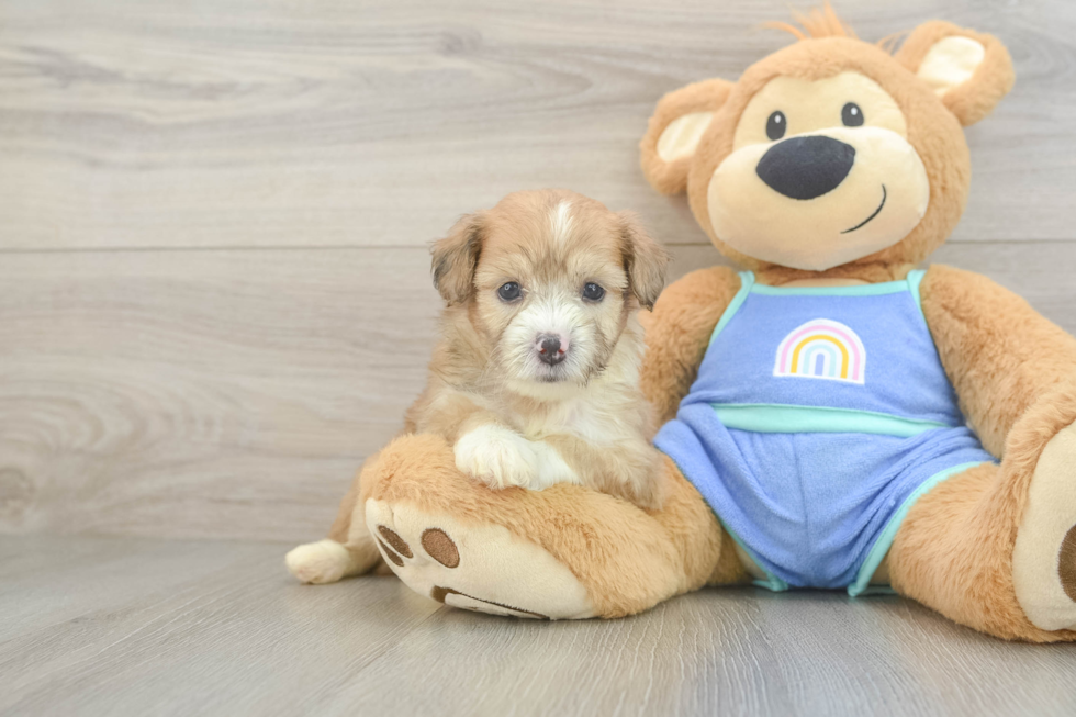 Mini Aussiedoodle Puppy for Adoption
