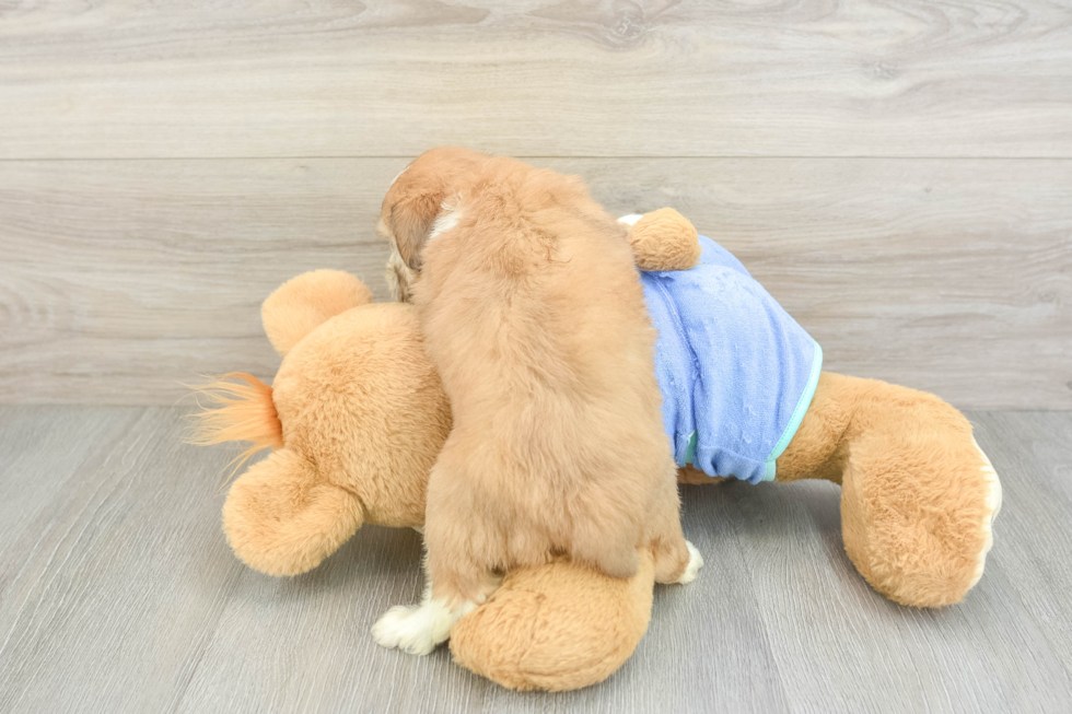 Petite Mini Aussiedoodle Poodle Mix Pup
