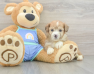 6 week old Mini Aussiedoodle Puppy For Sale - Premier Pups