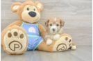 Best Mini Aussiedoodle Baby