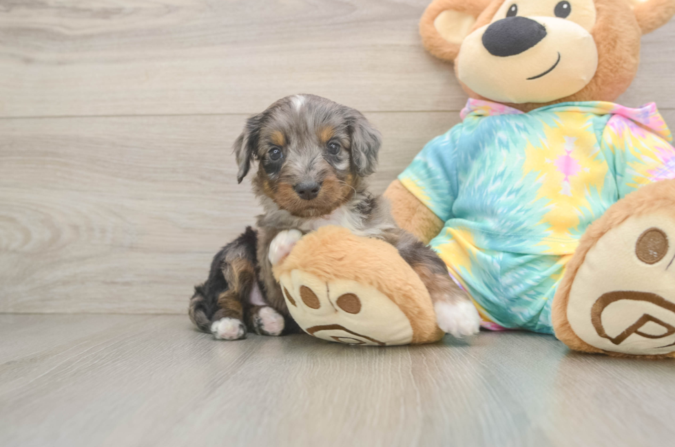5 week old Mini Aussiedoodle Puppy For Sale - Premier Pups