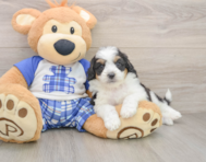 7 week old Mini Aussiedoodle Puppy For Sale - Premier Pups