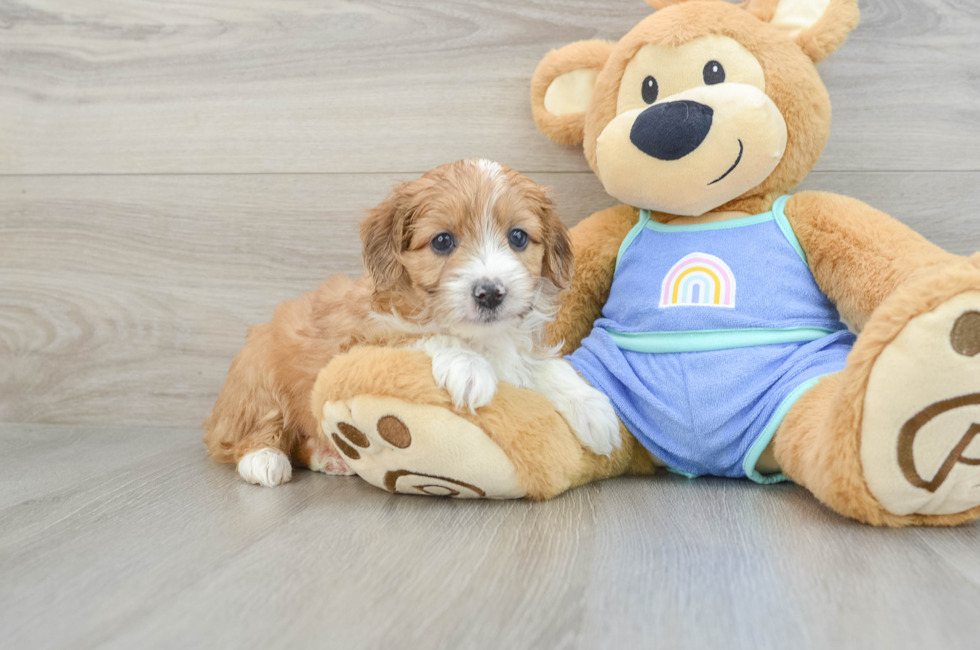 7 week old Mini Aussiedoodle Puppy For Sale - Premier Pups