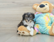 7 week old Mini Aussiedoodle Puppy For Sale - Premier Pups