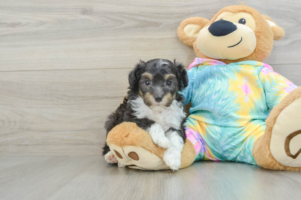 5 week old Mini Aussiedoodle Puppy For Sale - Premier Pups