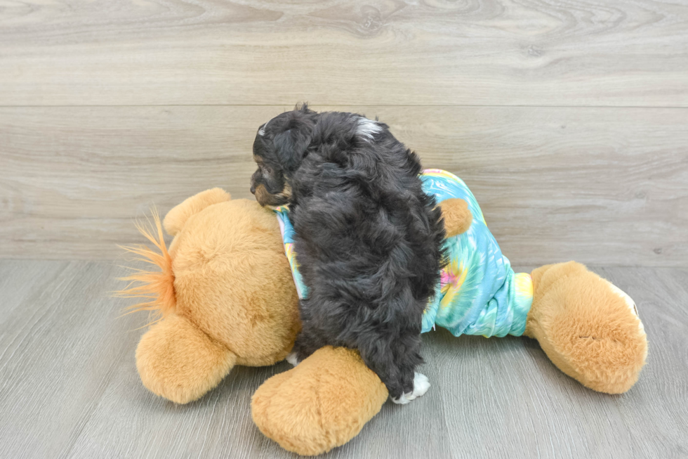 Mini Aussiedoodle Pup Being Cute