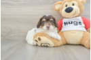 Best Mini Aussiedoodle Baby