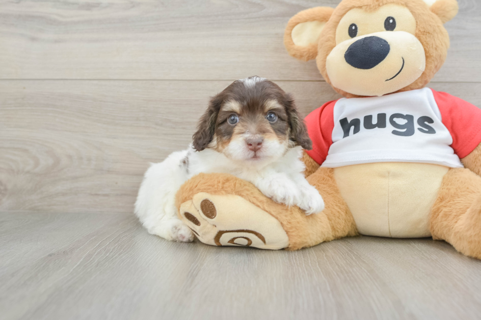 Best Mini Aussiedoodle Baby