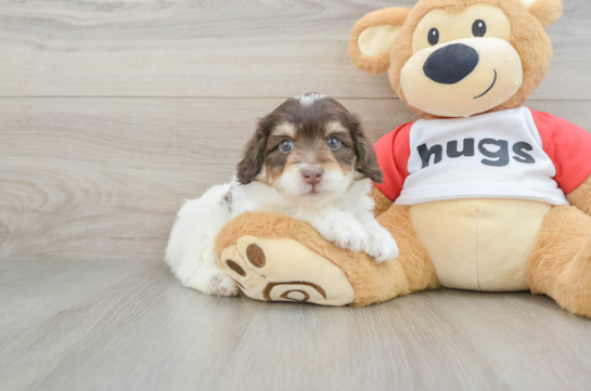 Best Mini Aussiedoodle Baby