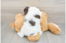 Popular Mini Aussiedoodle Poodle Mix Pup