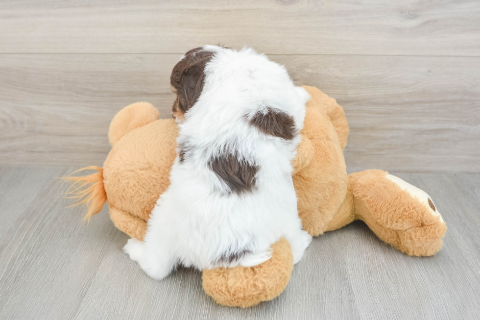 Popular Mini Aussiedoodle Poodle Mix Pup