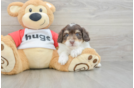 Best Mini Aussiedoodle Baby