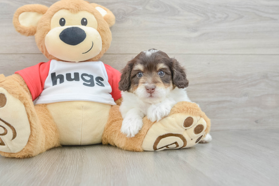 Best Mini Aussiedoodle Baby