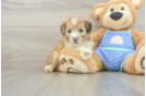 Mini Aussiedoodle Puppy for Adoption